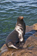Handsome Seals sunning themselves on the Rocks in La Jolla