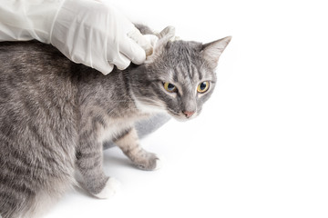Veterinarian cleans ears cat with white gloves isolated