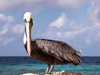 Pelican on rock shoal in Aruba. Standing and looking at you under sunny skies of the Caribbean.