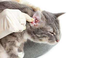 veterinarian take care of the gray cat cleaning sick ear before procedure in gloves