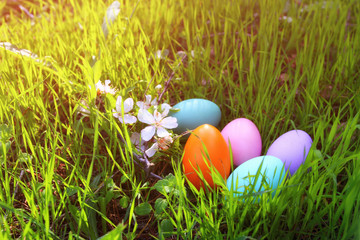 easter colorful eggs on the green grass