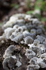 Lichen on Tree Stump in Forest