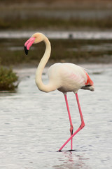 fenicottero rosa (Phoenicopterus roseus) nella laguna - ritratto