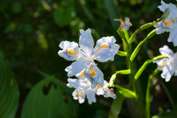 Iris Japonica