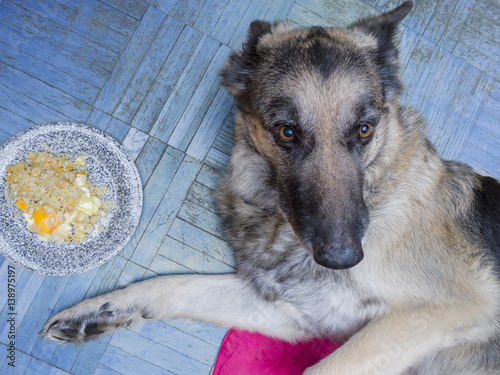 quot;Not Hungry Dogquot; Stockfotos und lizenzfreie Bilder auf Fotolia.com Bild 138975197 quot;Not Hungry Dogquot; Stockfotos und lizenzfreie Bilder auf Fotolia.com Bild 138975197