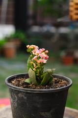 cactus and flower grow in pot