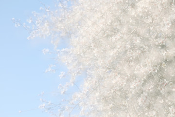 double exposure, abstract image of cherry tree