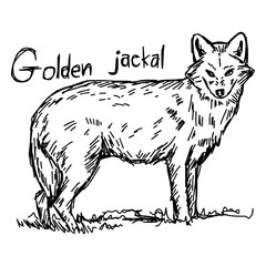 golden jackal - vector illustration sketch hand drawn with black lines, isolated on white background
