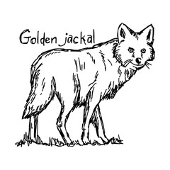 golden jackal - vector illustration sketch hand drawn with black lines, isolated on white background