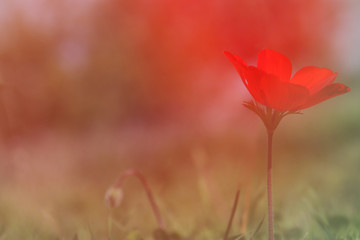 low angle photo of red poppy in the green field