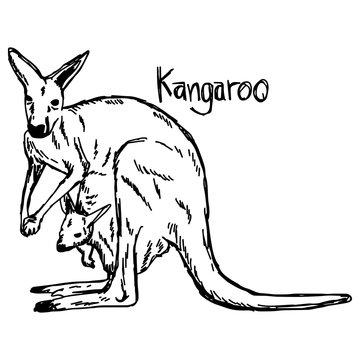 Kangaroo with its baby in the pocket - vector illustration sketch hand drawn with black lines, isolated on white background