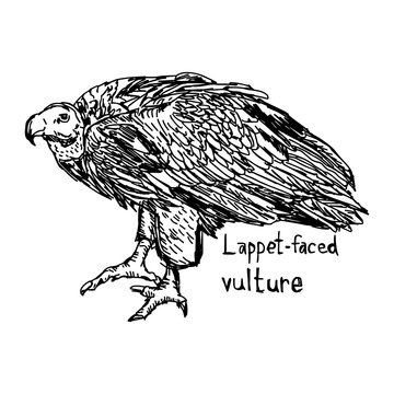lappet-faced vulture - vector illustration sketch hand drawn with black lines, isolated on white background