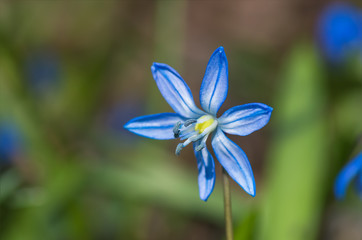 Blue blossom flower spring snowdrop Scilla Squill
