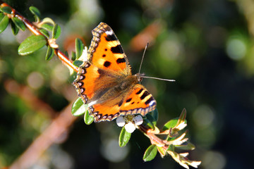 Ein kleiner Fuchsschmetterling