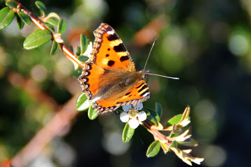 Obraz premium Ein kleiner Fuchsschmetterling