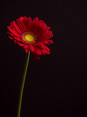 elegant red Gerbera daisy on black