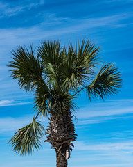 A lone palm tree in a Texas park near Port Aransas.