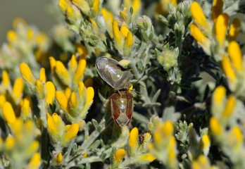 Pair of insects amidst wild plant Teline microphylla in bloom, nezara viridula