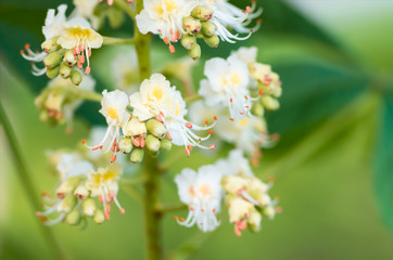 blossoming flowers of chestnut closeup, spring