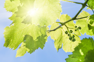 flower buds and leaves of shoots grapevine spring