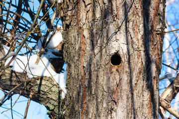 Hollow of a tree trunk