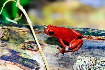 The strawberry poison frog (Oophaga pumilio) shot in rainforest of Costa Rica (Grandoca-Manzanillo wildlife refuge).
