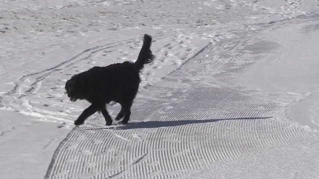 Ein schwarzer Hund l&auml;uft &uuml;ber eine Skipiste