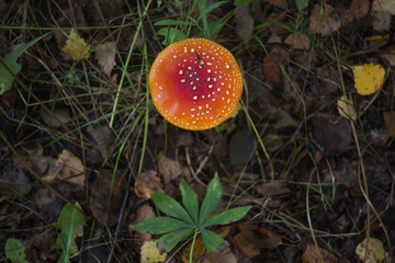 red and orange forest amanita growing in grass, dry leaves and plants