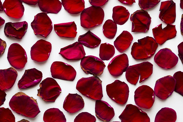 Wilted red rose petals on a white background