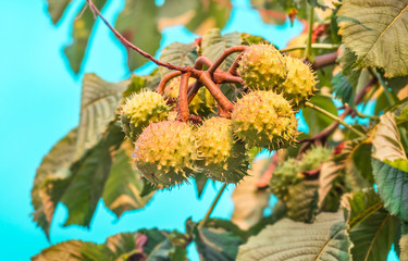 prickly chestnuts on background leaves and sky