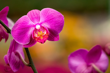 Orchideen in Gelb und Pink