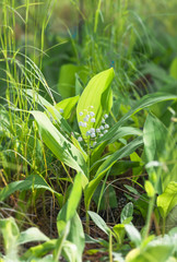 Flower lily of the valley, closeup, spring