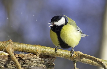 Great tit on pine branch. 