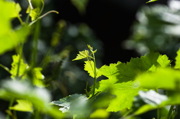 Obraz premium green grape leaves and mustache, spring background