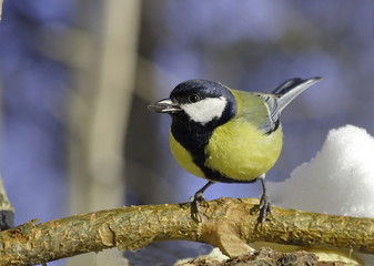 Great tit on pine branch. 