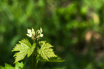 flower buds and leaves of shoots grapevine spring