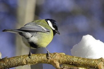 Obraz premium Great tit on pine branch. 