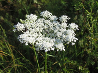 White achilea 