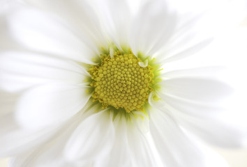 Closeup of soft pure white chrysanthemum flower with yellow center, delicate details