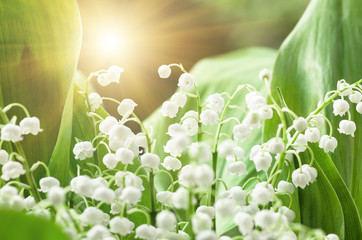 Flower lily of the valley, closeup, spring
