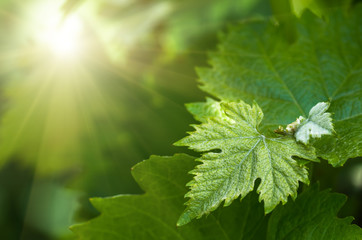 green grape leaves closeup, spring background