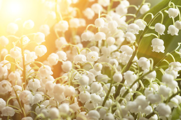 Flower lily of the valley, closeup, spring