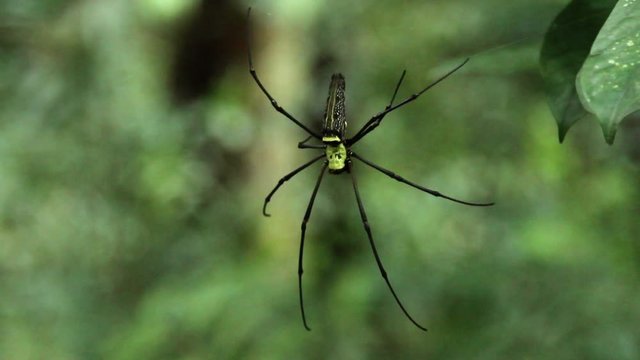 Big black and yellow spider in jungle forest