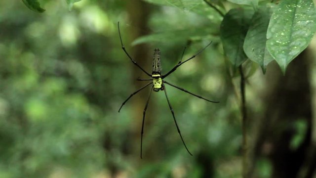 Big black and yellow spider in jungle forest