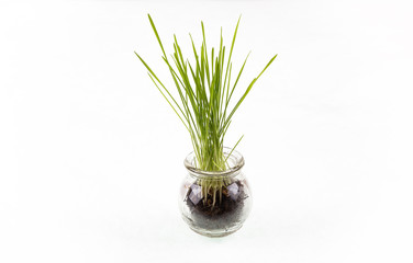Young green shoots of wheat in a glass bowl isolated on white background