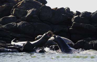 Endangered Hawaiian Monk seals  fighting