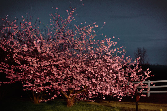 Cherry blossom tree night vignette