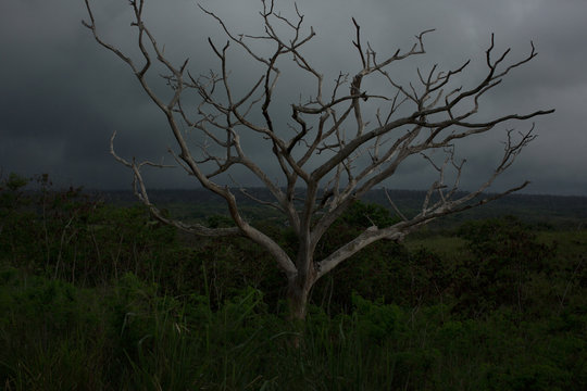 Bare tree on landscape in low light