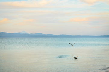 Obraz na płótnie Canvas Seagull on the shore