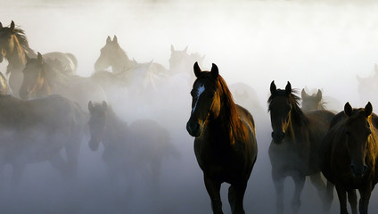 Herd of horse are running